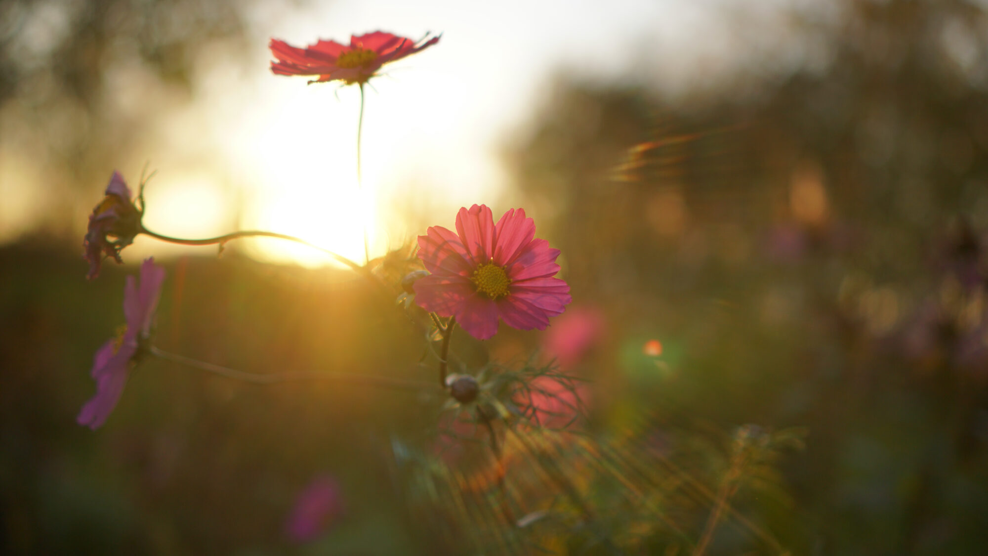 wiesenblüten rosa im sonnenlicht